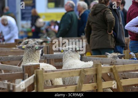 40th Masham Sheep Fair, North Yorkshire 2025 Banque D'Images