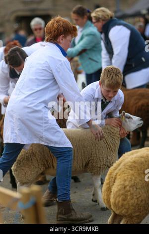 40th Masham Sheep Fair, North Yorkshire 2025 Banque D'Images