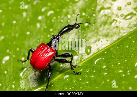 Femelle d'un insecte bizarre, étrange insecte Giraffe Weevil (Trachelophorus Giraffa), Parc national de Ranomafana, Madagascar faune Banque D'Images