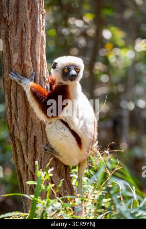 Coquerels sifaka (Propithecus coquereli), lémurien diurne de taille moyenne du genre Propithecus sifaka. Originaire du nord-ouest de Madagascar. Réserve Peyrier Banque D'Images