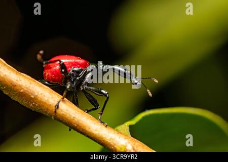 Femelle d'un insecte bizarre, étrange insecte Giraffe Weevil (Trachelophorus Giraffa), Parc national de Ranomafana, Madagascar faune Banque D'Images