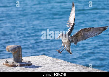 Jeune Goéland à pattes jaunes (Larus michahellis) débarquant sur un quai avec une borne Banque D'Images