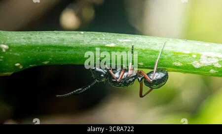 Fourmi noire montrant une forte adhérence tout en pendant à l'envers à une tige végétale verte vibrante dans son habitat naturel, démontrant l'adaptation et la résilience Banque D'Images