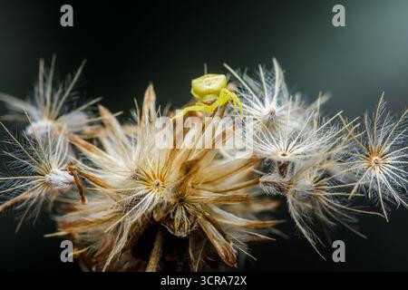 Petite araignée de crabe jaune perchée sur une tête de graine de bidens pilosa séchée, parfaitement camouflée sur un fond sombre, prête et attendant de tendre une embuscade avant Banque D'Images