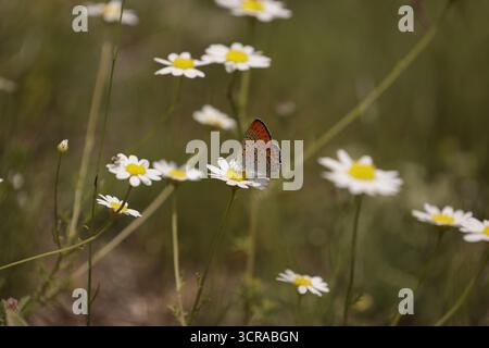 Papillon en cuivre de moindre feu mâle - Lycaena thersamon Banque D'Images