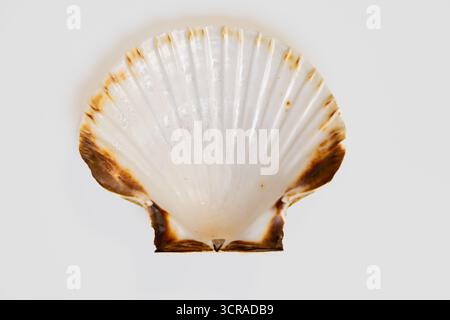 Macro détaillée et vue de dessus d'une coquille de coquille Saint-Jacques montrant la texture naturelle, les lignes et les couleurs. Parfait pour les arrière-plans, les concepts de la nature et les marins Banque D'Images