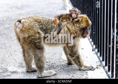 19 septembre 2025, Grande-Bretagne, Gibraltar : une mère singe (Barbarie macaque) porte son bébé (juvénile, bébé singe, bébé) sur son dos le 19.09.2025 à Gibraltar (territoire britannique d'outre-mer, Royaume-Uni) sur la zone supérieure du Rocher de Gibraltar, la réserve naturelle du Upper Rock. Les macaques barbaresques (Macaca sylvanus), également connus sous le nom de magots, sont une espèce de macaques de la famille des guénons. Les animaux sont une attraction et un point de repère de Gibraltar et les seuls singes sauvages en Europe. (animal, image de symbole, photo de symbole, photo symbolique, photo illustrative, image thème, image générale, photo thème) P Banque D'Images