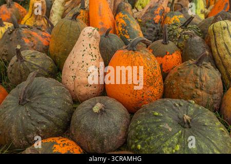 Gros plan de courges assorties et de courges d’hiver (Cucurbita spp.) sur l'herbe, peaux beige orange vert variées, pile prête à la récolte, lumière naturelle Banque D'Images