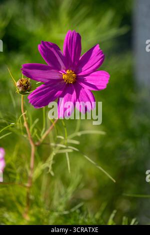 Belle macro d'une fleur de cosmos rose avec un centre jaune et bourgeon non ouvert, encadrée verticalement avec un fond vert doux. Parfait pour l'art floral, Banque D'Images
