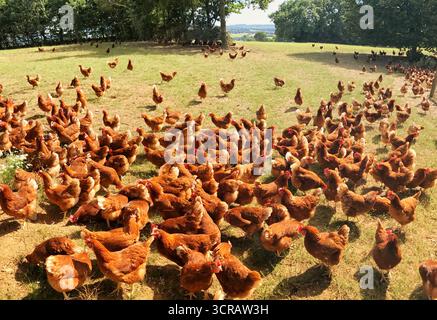 Un large panorama de nombreux poulets errant librement sur un champ de ferme ouvert ensoleillé, mettant en valeur un cadre agricole naturel et respectueux de l'environnement. Banque D'Images