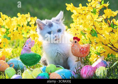 Mignon petit chaton avec des fleurs en composition de pâques Banque D'Images