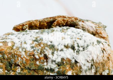 Gros plan du pain moisi sur la planche à découper Banque D'Images