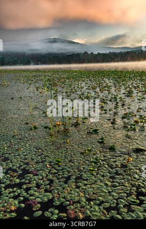 Roseaux et nénuphars sur Red House Lake, Allegany State Park, New York Banque D'Images