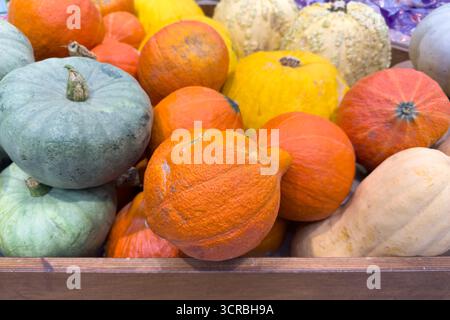 Beaucoup de citrouilles colorées sur le comptoir. Foires aux légumes d'automne. Photo de haute qualité Banque D'Images