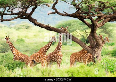 Famille ou tour de girafes réticulées (Giraffa reticulata) sous un acacia dans la réserve nationale de Samburu au Kenya Banque D'Images