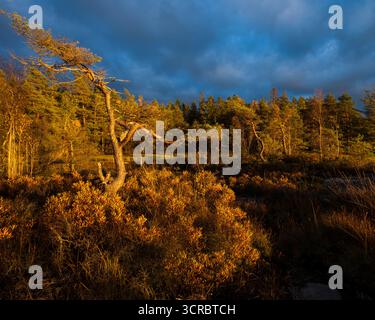 Pins et arbustes en soirée lumière dorée du soleil sur l'île de Brattholmen dans le lac Vansjø, Råde kommune, Østfold, Norvège. Banque D'Images