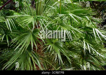 Chamaerops humilis 'Dwarf Fan Palm' est exposé aux jardins subtropicaux d'Abbotsbury, Abbotsbury, Weymouth, Dorset, Angleterre, ROYAUME-UNI. Banque D'Images