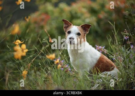 Jack Russell terrier est assis calmement dans un pré parsemé de fleurs sauvages orangées. La scène est sereine et remplie de couleurs printanières. Banque D'Images