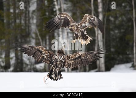 Combat entre les géants du Nord (Haliaeetus albicilla / aigle à queue blanche) Banque D'Images
