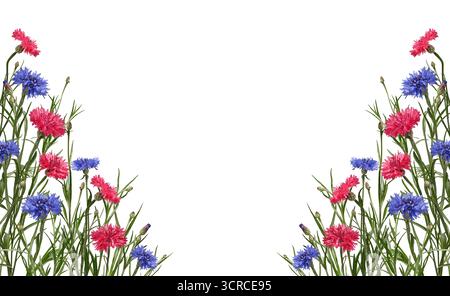 Cadre floral de fleurs sauvages. Bleuets bleus vifs et roses isolés sur fond blanc. Banque D'Images