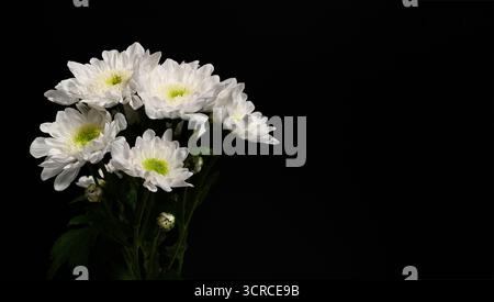 Grappe de chrysanthèmes blancs frais avec des centres verts sur fond noir, fleurs délicates symbolisant la pureté et le souvenir. Banque D'Images