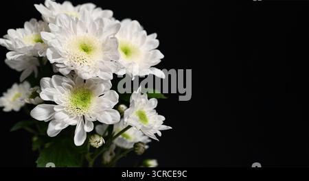 Bouquet de fleurs de chrysanthème blanc frais avec des centres verts sur fond noir. Banque D'Images