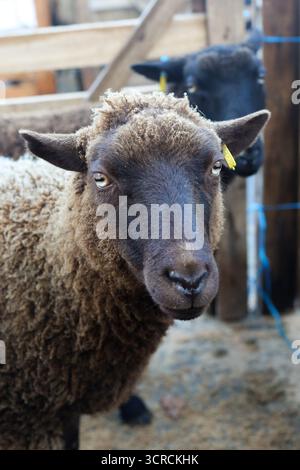 40th Masham Sheep Fair, Masham, North Yorkshire, Angleterre Banque D'Images