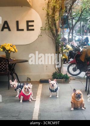 Hanoi, Vietnam - 17 mars 2025 : quatre drôles de petits bouledogues français dans la rue, vêtus de vêtements de chien et regardant comme des chiens de garde sérieux. Banque D'Images