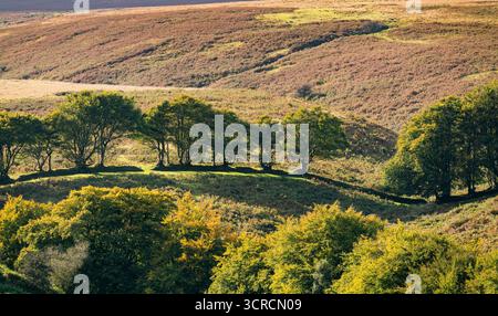 Un mur de pierre sèche et des arbres marquant une ancienne limite dans le parc national Exmoor Banque D'Images
