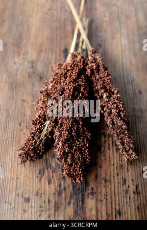 Graines et tiges de sorgho de canne douce ambré noir séchées sur table de ferme. Banque D'Images