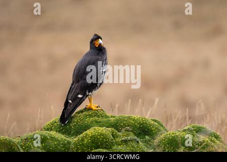Caracara caronculé (Phalcoboenus carunculatus) se tenant sur la végétation páramo sous de légères pluies, Parc national d'Antisana, Équateur. Banque D'Images