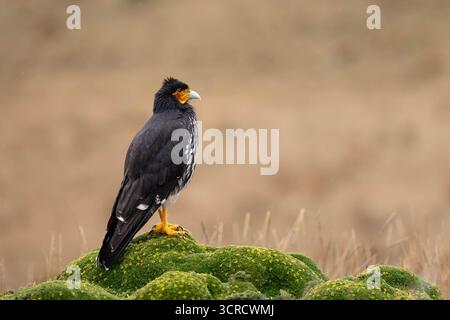 Caracara caronculé (Phalcoboenus carunculatus) se tenant sur la végétation páramo sous de légères pluies, Parc national d'Antisana, Équateur. Banque D'Images