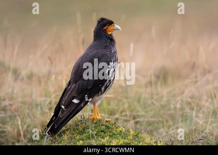 Caracara caronculé (Phalcoboenus carunculatus) perché sur la végétation páramo, Parc national d'Antisana, Équateur. Banque D'Images