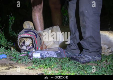 Des écologistes et un vétérinaire installant un collier radio à une lionne sédatée et douteuse la nuit, Afrique du Sud Banque D'Images