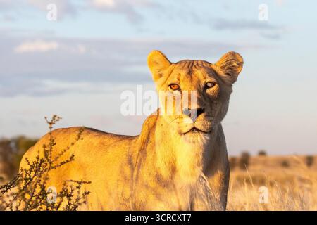 Kalahari Lioness (Panthera leo) aveugle d'un œil probablement de porc-épic dans la savane des prairies à l'aube, Kgalagadi Transfrontier Park, Afrique du Sud Banque D'Images