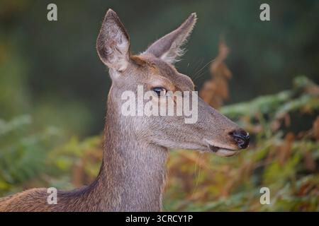 Portrait de Red Deer Hind parmi les Bracken à Bradgate Park, Leicester, Angleterre. Banque D'Images