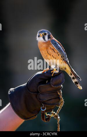 American Kestrel (Falco sparverius) est assis sur Handlers Fist regardant à gauche - oiseau captif Banque D'Images