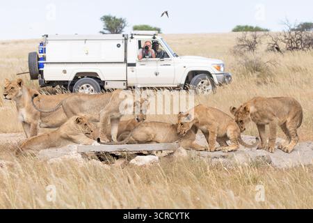 Touristes en 4x4 photographiant la fierté des lions (Panthera leo) au point d'eau de Polentswa, Kgalagadi Transfrontier Park, Afrique du Sud Banque D'Images