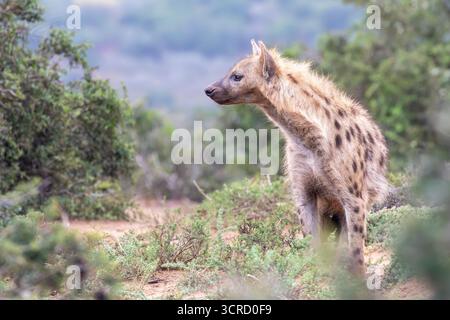 Jeune femelle Spotted Hyena (Crocuta crocuta) Addo Elephant National Park, Esastern Cape Afrique du Sud à l'affût dans la savane boisée Banque D'Images