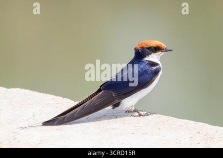 Hirondelle à queue métallique (Hirundo smithii) Limpopo, Afrique du Sud Banque D'Images