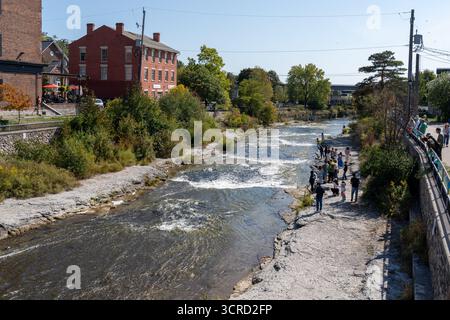 Des milliers de saumons quinnat et coho nagent en amont du lac Ontario dans la rivière Ganaraska pour frayer en septembre. Port Hope, Ontario, Canada Banque D'Images