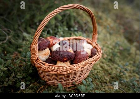 Magnifique panier en osier rempli de champignons sauvages fraîchement cueillis (Boletus Pinophilus) assis sur la mousse et l'herbe dans un cadre forestier naturel Banque D'Images