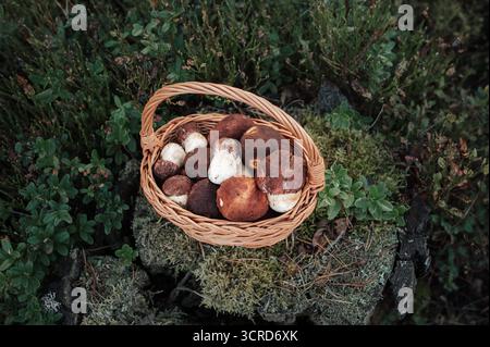 Magnifique panier en osier rempli de champignons sauvages fraîchement cueillis (Boletus Pinophilus) assis sur la mousse et l'herbe dans un cadre forestier naturel Banque D'Images
