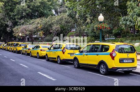 Une longue file de taxis jaunes vifs à Funchal Madeira stationnés dans une rue bordée d'arbres avec une végétation luxuriante en arrière-plan Banque D'Images
