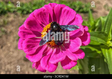 Abeille charpentier noire collectant le nectar d'une fleur de zinnia rose vibrante par une journée ensoleillée Banque D'Images
