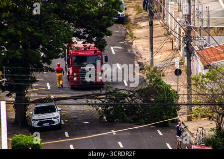 Marilia, SP, Brésil, 22 septembre 2025. Des pompiers en tenue de protection jaune dégagent un arbre tombé d'une rue dans le centre-ville de Marilia Banque D'Images