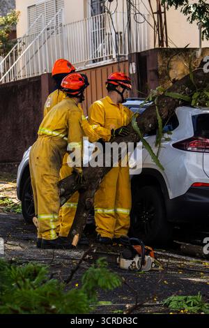 Marilia, SP, Brésil, 22 septembre 2025. Des pompiers en tenue de protection jaune dégagent un arbre tombé d'une rue dans le centre-ville de Marilia Banque D'Images