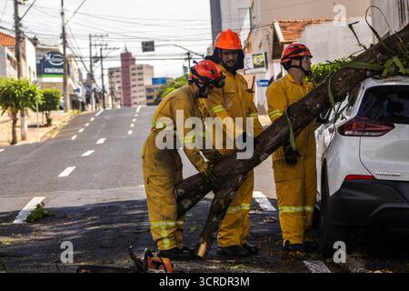 Marilia, SP, Brésil, 22 septembre 2025. Des pompiers en tenue de protection jaune dégagent un arbre tombé d'une rue dans le centre-ville de Marilia Banque D'Images