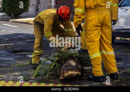 Marilia, SP, Brésil, 22 septembre 2025. Des pompiers en tenue de protection jaune dégagent un arbre tombé d'une rue dans le centre-ville de Marilia Banque D'Images