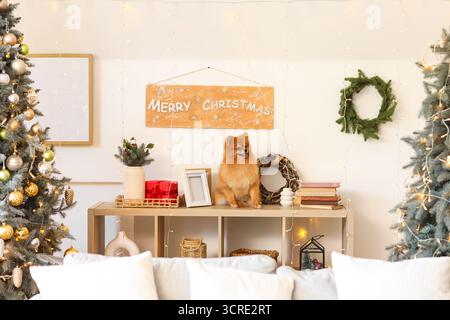 Chien pomeranian mignon avec des livres, une boîte-cadeau et des décorations de Noël assis sur une étagère à la maison Banque D'Images